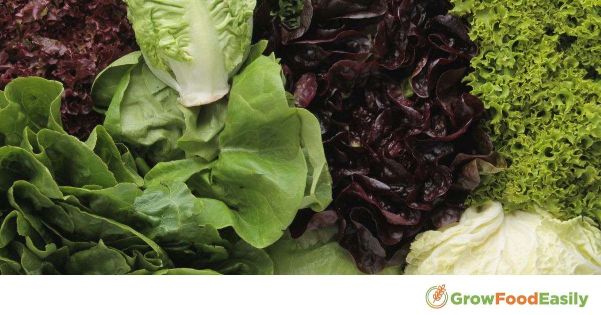 how to grow lettuce