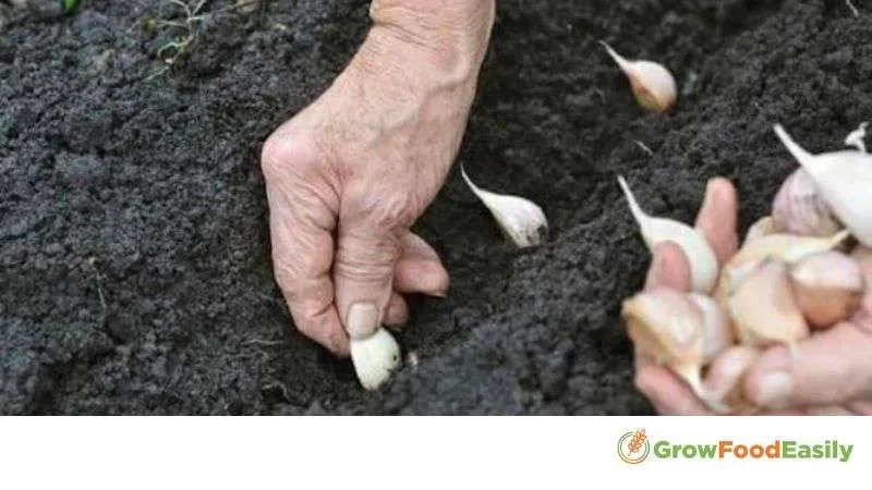 planting garlic cloves