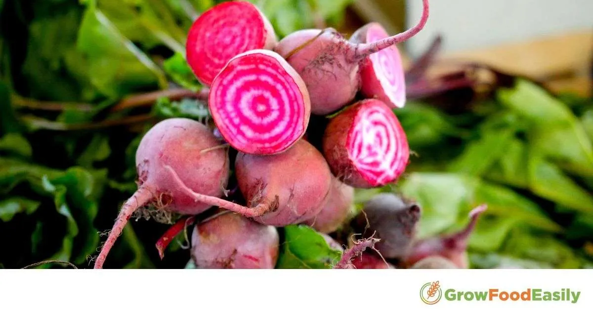 how to grow beets