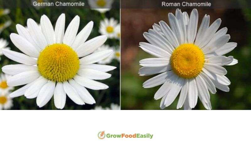 german vs roman chamomile