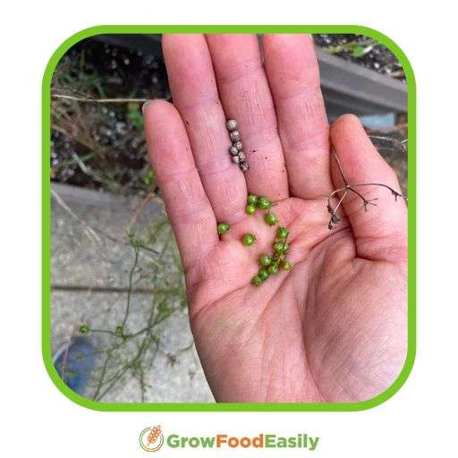 planting coriander seeds