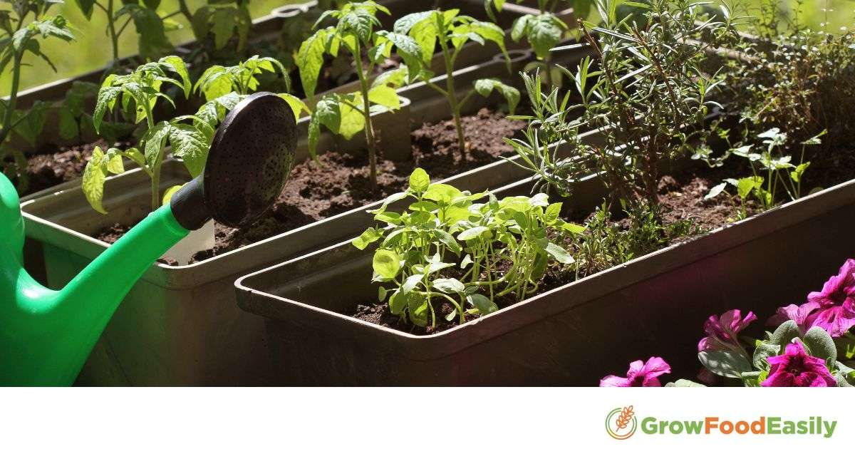 what vegetables grow well together in containers
