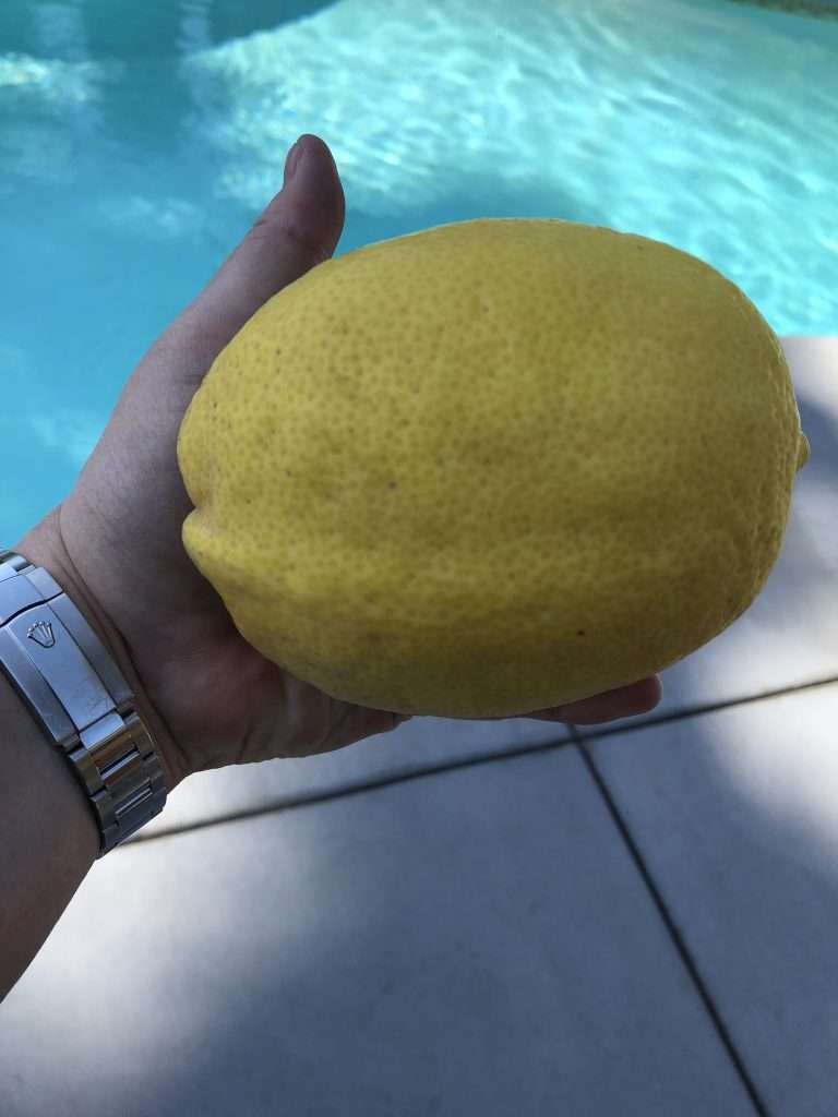 Giant lemon from Annette's lemon tree!